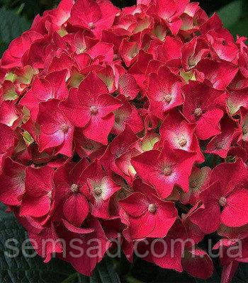 Гортензія крупнолисна Саксон Бридж Ред \ Hydrangea Saxon® Bright Red ( саджанці )