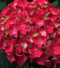 Гортензія крупнолисна Саксон Бридж Ред \ Hydrangea Saxon® Bright Red ( саджанці )