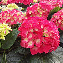 Гортензія крупнолисна Саксон Бридж Ред \ Hydrangea Saxon® Bright Red ( саджанці ), фото 3