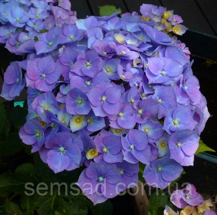 Гортензія крупнолисна Саксон Ратхен \ Hydrangea Saxon® Rathen ( саджанці 3 роки)