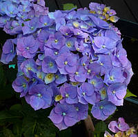 Гортензия крупнолистная Саксон Ратхен \ Hydrangea Saxon® Rathen ( саженцы 3 года )