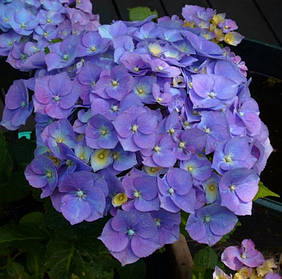 Гортензія крупнолисна Саксон Ратхен \ Hydrangea Saxon® Rathen ( саджанці 3 роки)