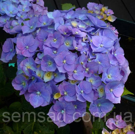 Гортензія крупнолисна Саксон Ратхен \ Hydrangea Saxon® Rathen ( саджанці 3 роки), фото 2