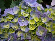 Гортензія крупнолисна Саксон Ратхен \ Hydrangea Saxon® Rathen ( саджанці 3 роки), фото 2