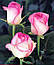 Ніжно рожева двоколірна троянда Bela Vita (Белла Віта) оптом, фото 2