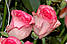 Ніжно рожева двоколірна троянда Bela Vita (Белла Віта) оптом, фото 6