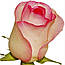 Ніжно рожева двоколірна троянда Bela Vita (Белла Віта) оптом, фото 8