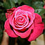 Шикарна троянда з доставкою Cherry O. (Черрі О) оптом, фото 6