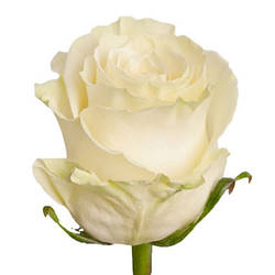 Біла троянда свіжа Mondial (Мондиаль) оптом