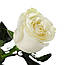 Біла троянда свіжа Mondial (Мондиаль) оптом, фото 4