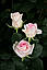 Троянди з незвичайним забарвленням Senorita гуртом, фото 5