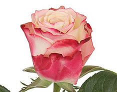 Ніжна троянда поштучно Sweetness (Свитнес)