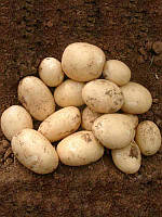 Орла картофель (по 5 кг.)