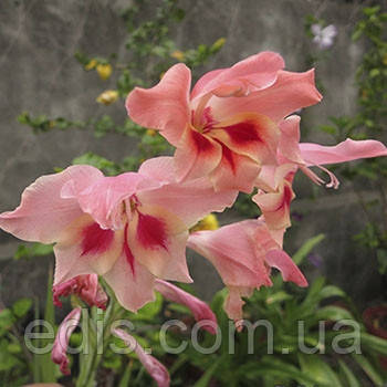 Гладіолус nanus Charming Lady (мініатюрний) 3 шт./уп., фото 1