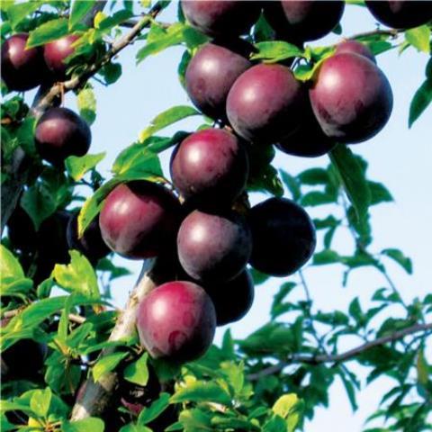 Алича Глобус