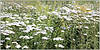 БАЖ Тисяча (Achilla millefolium L), фото 3