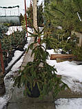 Ялина звичайна Акрокона (Picea abies Acrocona), фото 2