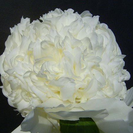 Пион Charlies White Чарльз Уайт (корневища), фото 1