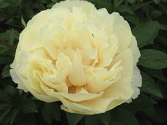 Півонія Vanilla Schnapps Ванілла Шнапс (William Seidl-Nate Bremer, USA, 2013) (саджанці)