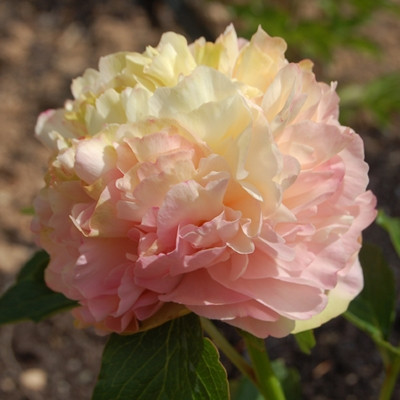 Півонія Drolla Дролла (Miely 2004) (саджанці), фото 1