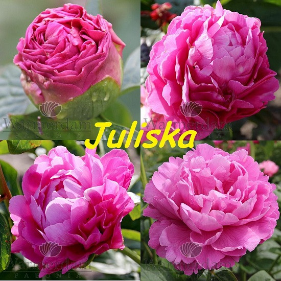Пион Juliska Юлишка (Bremer 2013) (саженцы)