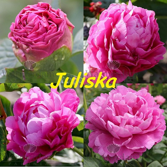 Пион Juliska Юлишка (Bremer 2013) (саженцы) - фото 1 - id-p842131894