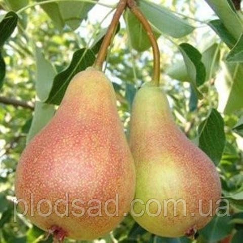 Груша Свадебная (розовая мякоть) Купить по доступной цене в питомнике ...