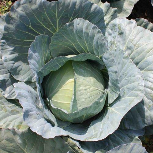 Компас F1 (10 г) насіння капусти б/к Takii Seeds