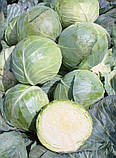 Компас F1 (10 г) насіння капусти б/к Takii Seeds, фото 3