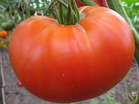 Семена томата Нужный размер
