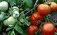 Семена томата Сибирский скороспелый