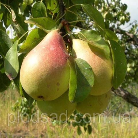 Груша Лісова красуня