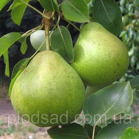 Груша Ноябрьська (зимова бера)