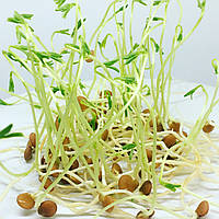 СОЧЕВИЦЯ Мікрозелень, зерно насіння сочевиці органічної для пророщування 200 г