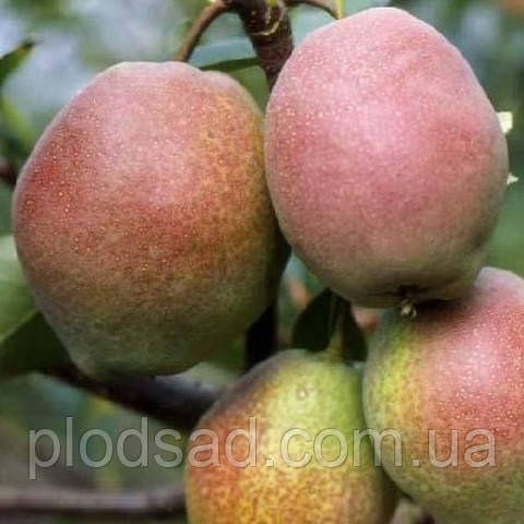 Груша Киргізська зимова