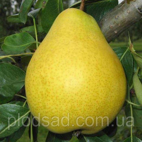 Груша Далисан