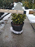 Ялина звичайна Літл Джем (Picea abies Little Gem), фото 2