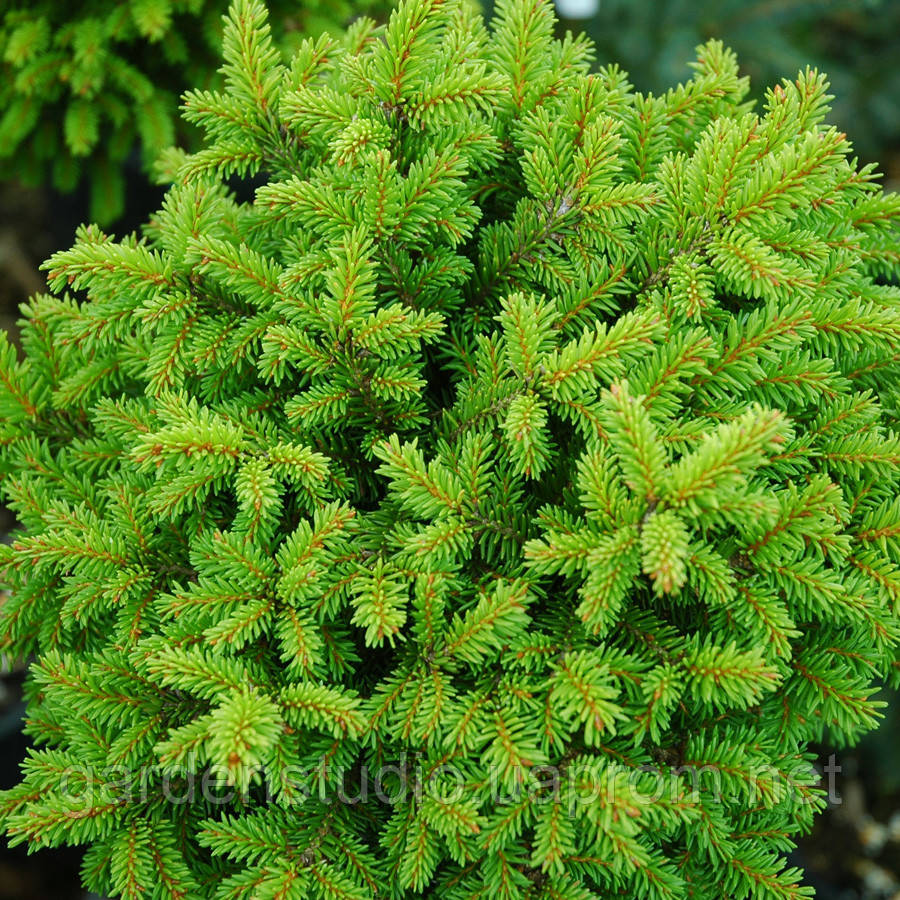 Ель обыкновенная Литл Джем (Picea abies Little Gem) - фото 3 - id-p842710399