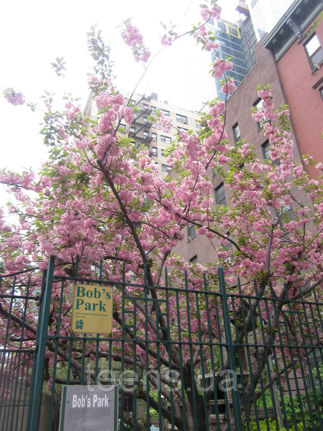 New York,дитячий майданчик Bobs Park,34 вулиця,квітуча сакура Розділ Жіночі комбінезони - фото teens.ua - New York,дитячий майданчик Bobs Park,34 вулиця,квітуча сакура