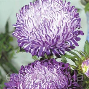 Айстра півонієподібна Сива Дама Синя 0,3 г насіння Яскрава, фото 1