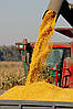 Насіння кукурудзи " Оржиця 237" (ФАО-240), фото 6