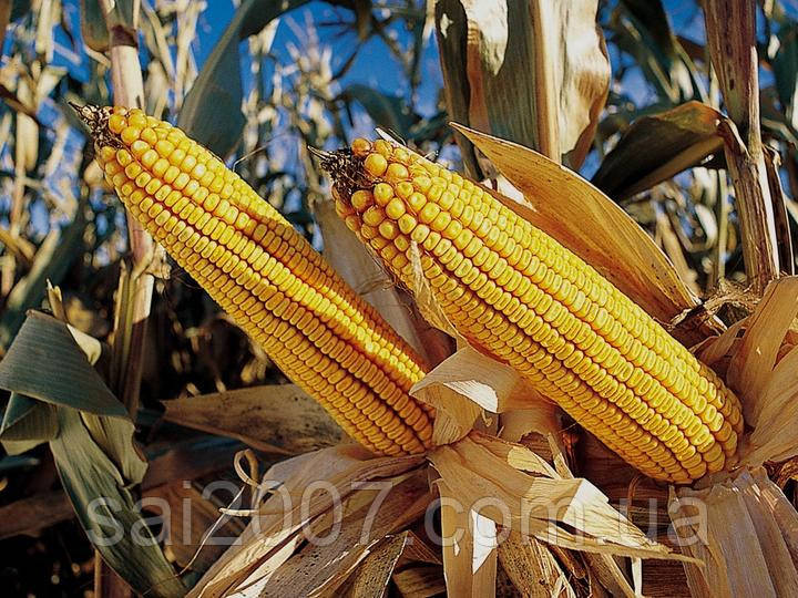 Насіння кукурудзи " Оржиця 237" (ФАО-240)