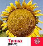 Насіння соняшника Лімагрейн Тунка (засухостійкий) Tunca LG, фото 2