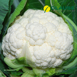 Наутилус F1 насіння капусти, 20 насіння — кольорове, середньоспече, Clause