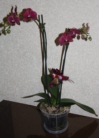 Кашпо для орхидей 15см/1,5л с подставкой - фото 3 - id-p6351658