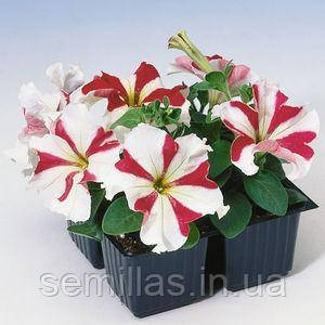 Насіння петунії Танго F1, 100 драже, червона зірка, грандифлора