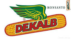 ДКС 3511 насіння кукурудзи