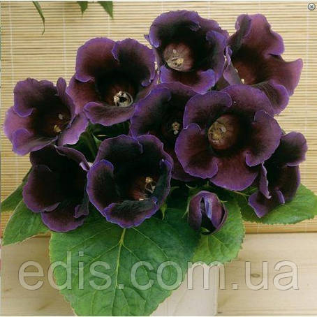Глоксинія Violacea 1 бульба, фото 1