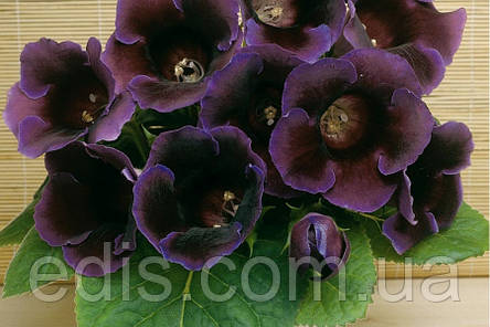 Глоксинія Violacea 1 бульба, фото 3