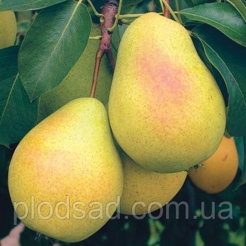 Груша Дельбараю (RX12-47)